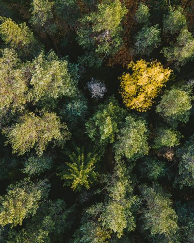 full-frame-shot-trees-forest full-frame-shot-trees-forest